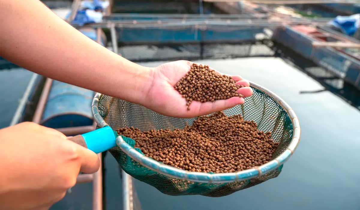 Adicionado na ração, o antibiótico para peixe trata as principais doenças de origem bacteriana como: estreptococoses, aeromonioses, edwardsieloses, franciseloses e columnarioses Adicionado na ração, o antibiótico para peixe trata as principais doenças de origem bacteriana como: estreptococoses, aeromonioses, edwardsieloses, franciseloses e columnarioses