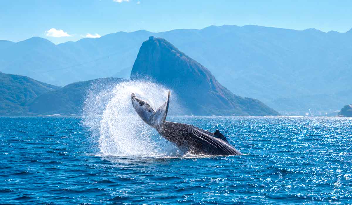Turismo ecológico cresce com a temporada das jubartes no litoral do Rio de Janeiro e avistamento responsável contribui para a conservação marinha Turismo ecológico cresce com a temporada das jubartes no litoral do Rio de Janeiro e avistamento responsável contribui para a conservação marinha