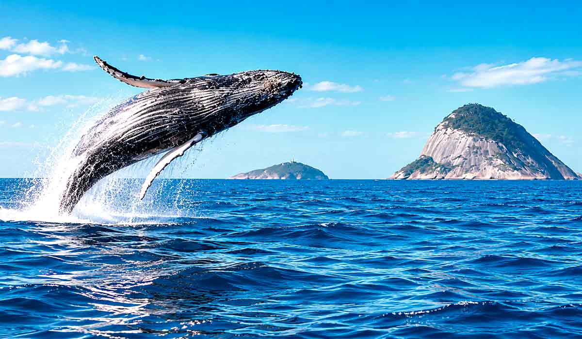 As Ilhas Cagarras tornaram-se ponto frequente de observação e o guia orienta operadores e turistas sobre boas práticas durante o avistamento das baleias As Ilhas Cagarras tornaram-se ponto frequente de observação e o guia orienta operadores e turistas sobre boas práticas durante o avistamento das baleias