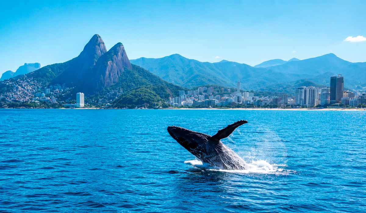 Jubartes percorrem cerca de 10 mil quilômetros por ano. Baleia dá espetáculo em Ipanema - Foto: Gabriel Klabin Jubartes percorrem cerca de 10 mil quilômetros por ano. Baleia dá espetáculo em Ipanema - Foto: Gabriel Klabin