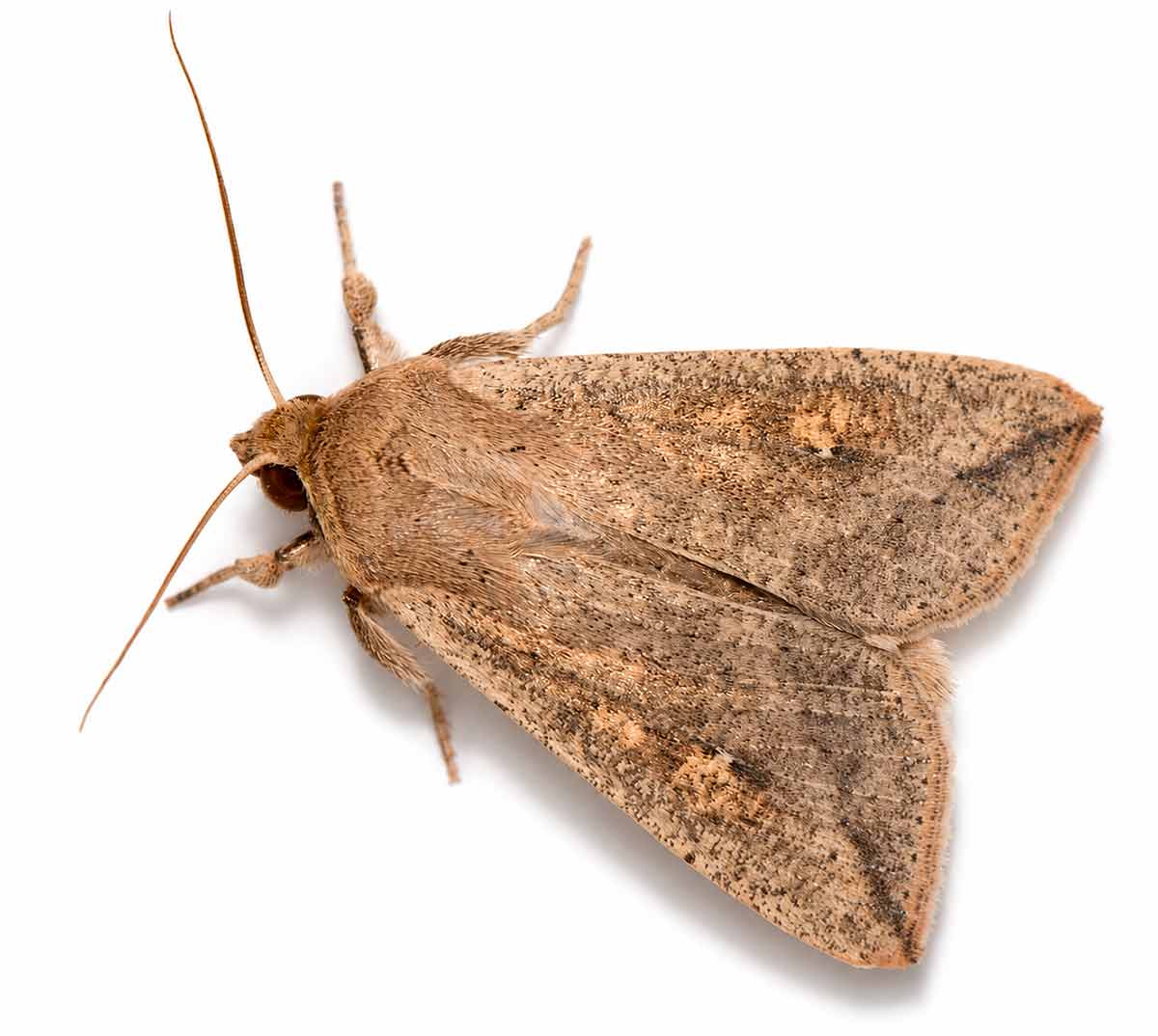 A mariposa da lagarta oriental (Mythimna separata). Estudo identificou áreas agrícolas brasileiras com alta vulnerabilidade A mariposa da lagarta oriental (Mythimna separata). Estudo identificou áreas agrícolas brasileiras com alta vulnerabilidade