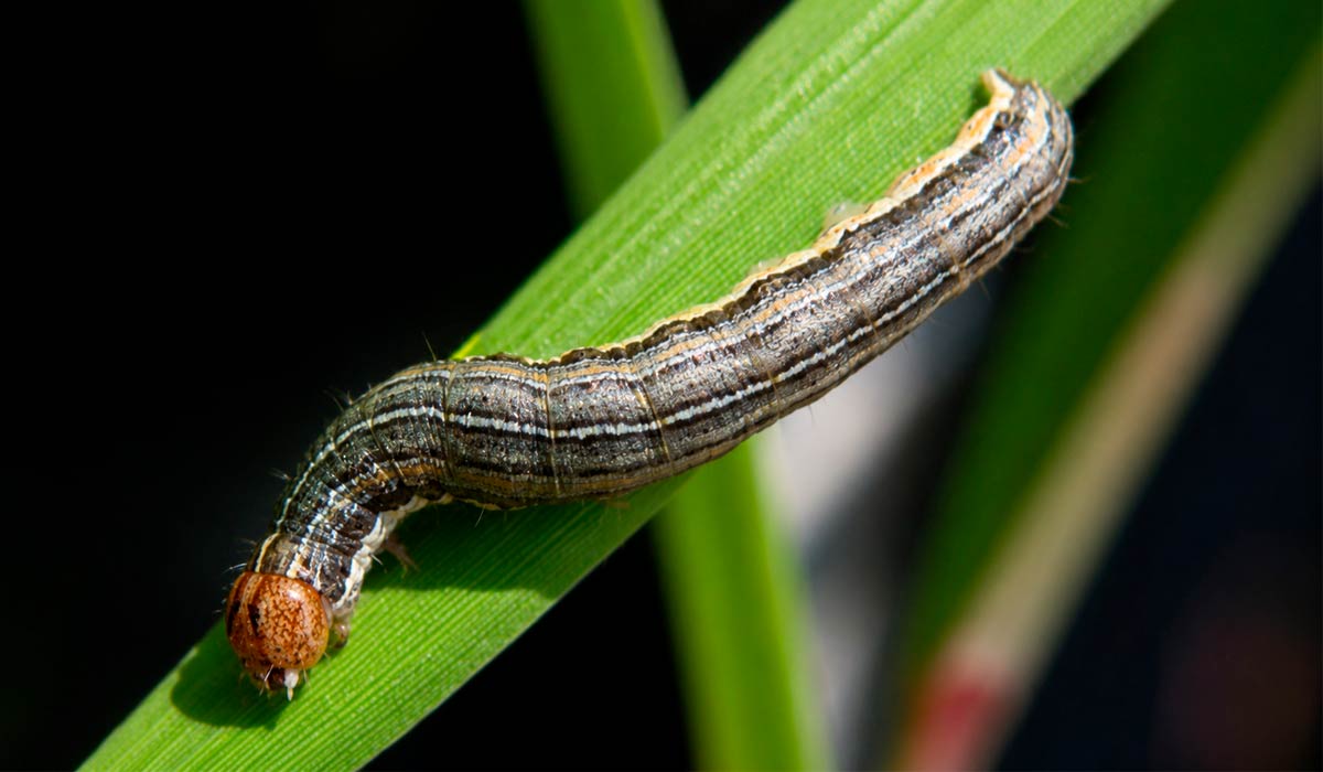 A lagarta oriental (Mythimna separata) considerada praga quarentenária ausente no Brasil mas com alto risco de vulnerabilidade