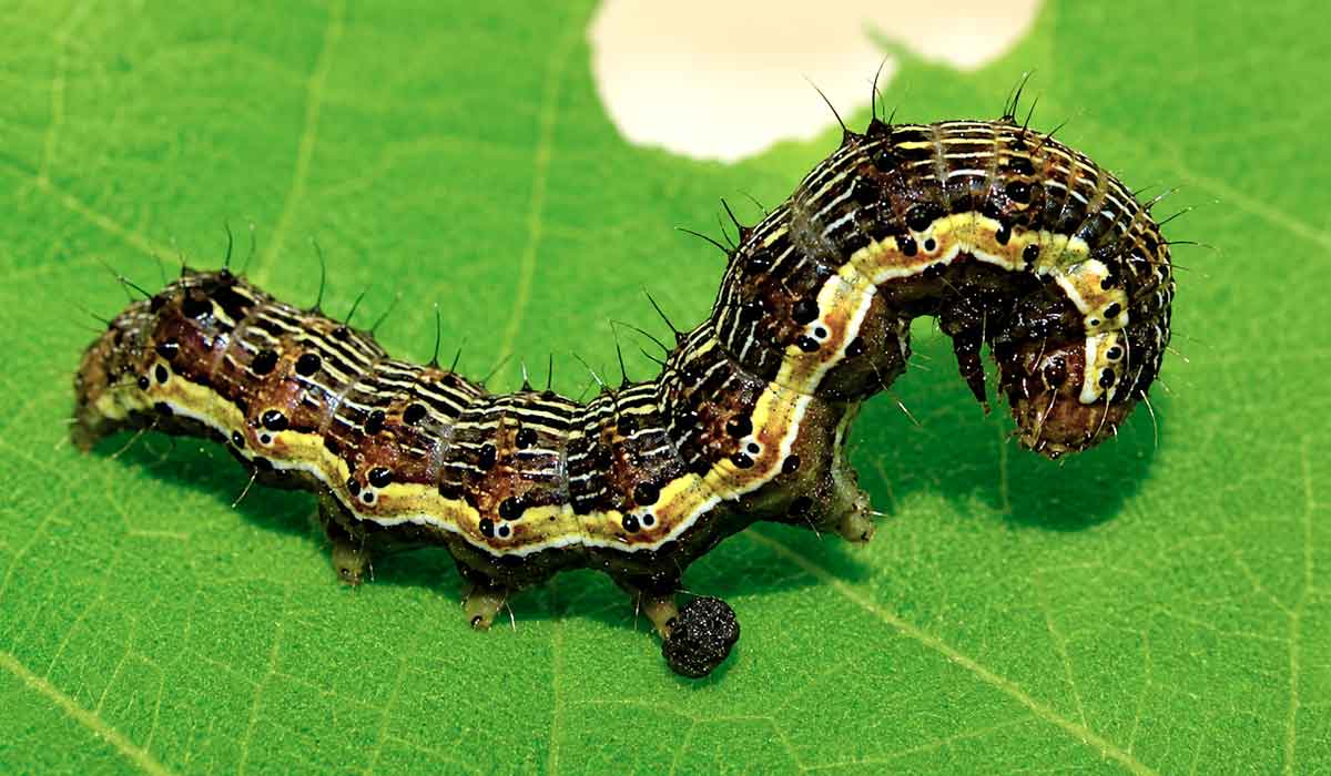 Helicoverpa armigera, popularmente conhecida como lagarta-armigera, com ampla distribuição geográfica, sendo registrada em diversos continentes, incluindo a América do Sul. No Brasil, foi identificada oficialmente em 2013 - Foto: José Roberto Salvadori Helicoverpa armigera, popularmente conhecida como lagarta-armigera, com ampla distribuição geográfica, sendo registrada em diversos continentes, incluindo a América do Sul. No Brasil, foi identificada oficialmente em 2013 - Foto: José Roberto Salvadori