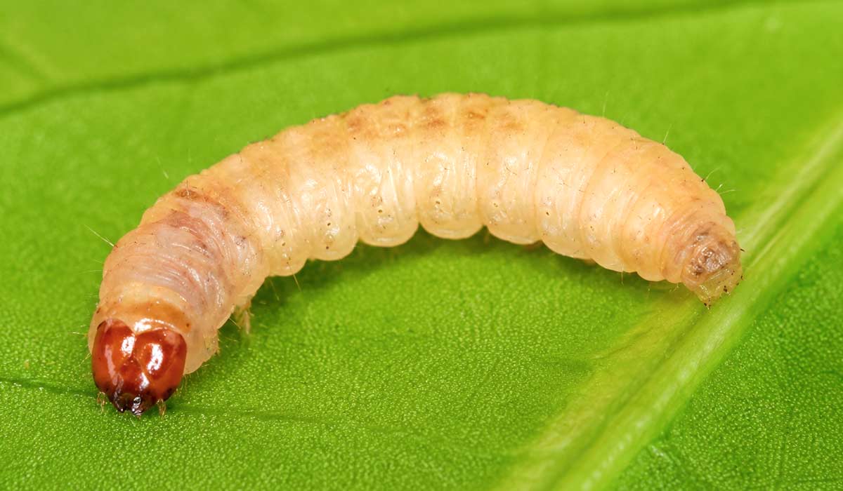 Cydia pomonella, originária do sudeste da Europa. Atualmente, ela ocorre em todas as áreas produtoras de maçã no mundo, exceto em algumas partes da Ásia. No Brasil, foi erradicada em 2014