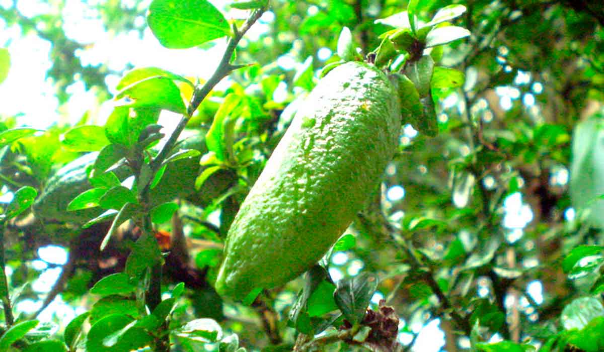 O fruto reúne potencial econômico e diferencial gastronômico e a produção pode iniciar a partir do segundo ano O fruto reúne potencial econômico e diferencial gastronômico e a produção pode iniciar a partir do segundo ano