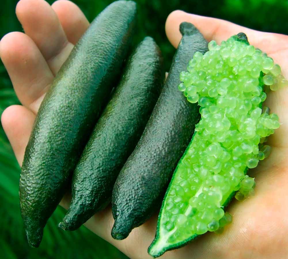 Pesquisa fortalece inovação na fruticultura nacional com o cultivar abrindo novas oportunidades para citricultores brasileiros Pesquisa fortalece inovação na fruticultura nacional com o cultivar abrindo novas oportunidades para citricultores brasileiros