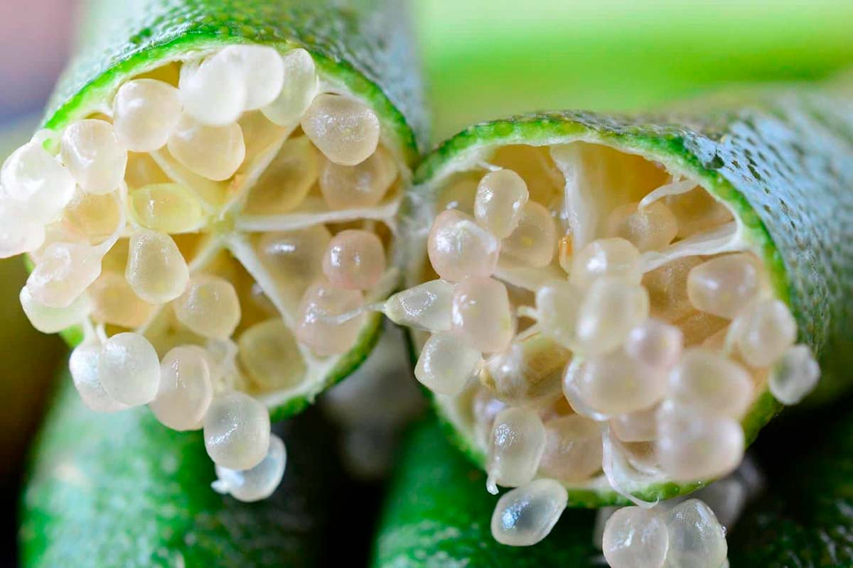Vesículas semelhantes ao caviar garantem ao fruto exótico experiência sensorial única com elevado valor agregado no mercado Vesículas semelhantes ao caviar garantem ao fruto exótico experiência sensorial única com elevado valor agregado no mercado