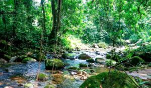Mata Atlântica registra menor desmatamento em quatro décadas