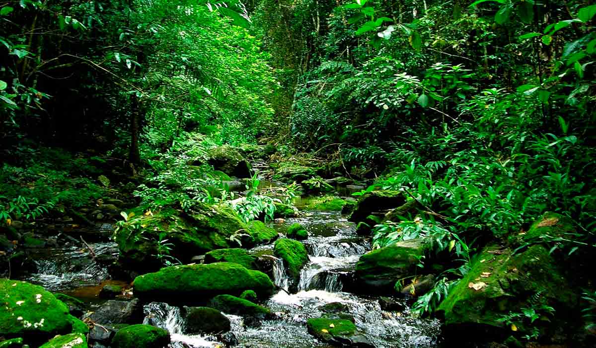 Silvicultura nativa atrai investimentos em pesquisa e inovação e áreas restauradas fortalecem serviços ecossistêmicos essenciais Silvicultura nativa atrai investimentos em pesquisa e inovação e áreas restauradas fortalecem serviços ecossistêmicos essenciais