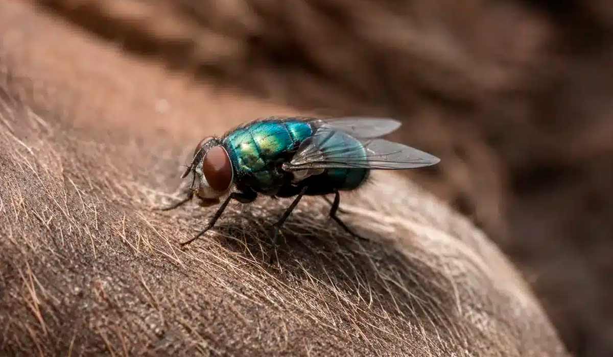 Caso nos EUA reforça importância da vigilância sanitária no país, mas o Brasil mantém experiência consolidada no manejo da praga Caso nos EUA reforça importância da vigilância sanitária no país, mas o Brasil mantém experiência consolidada no manejo da praga