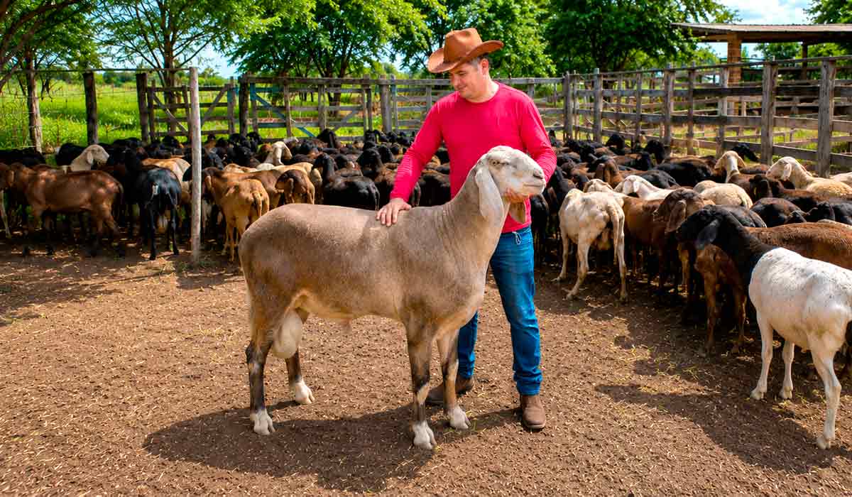 Berganês amplia as opções genéticas para a ovinocultura brasileira, reforçando a produção nacional de carne ovina Berganês amplia as opções genéticas para a ovinocultura brasileira, reforçando a produção nacional de carne ovina