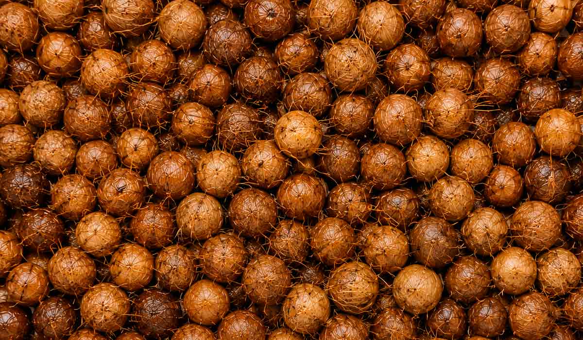Conab distribui sementes de juçara que alavancam ação estratégica de restauração florestal e inclusão produtiva no Paraná Conab distribui sementes de juçara que alavancam ação estratégica de restauração florestal e inclusão produtiva no Paraná