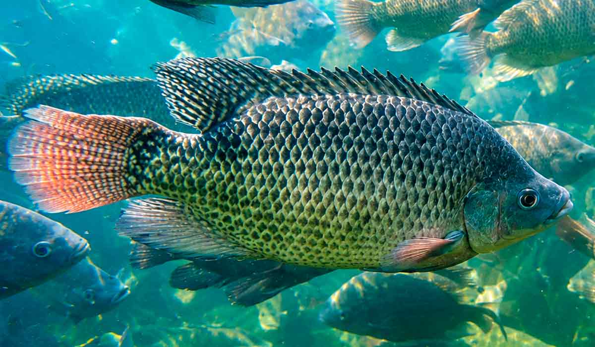 Pesquisa busca reduzir o uso de antibióticos procurando sustentabilidade da aquicultura