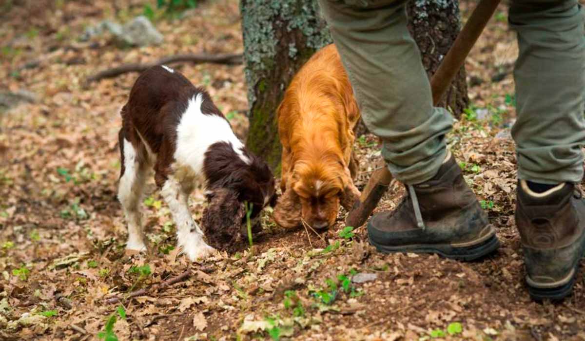 Cães farejadores são essenciais para localizar trufas maduras. Animais adestrados em ação durante a caça às trufas, uma tradição autêntica que une natureza, técnica e gastronomia Cães farejadores são essenciais para localizar trufas maduras. Animais adestrados em ação durante a caça às trufas, uma tradição autêntica que une natureza, técnica e gastronomia