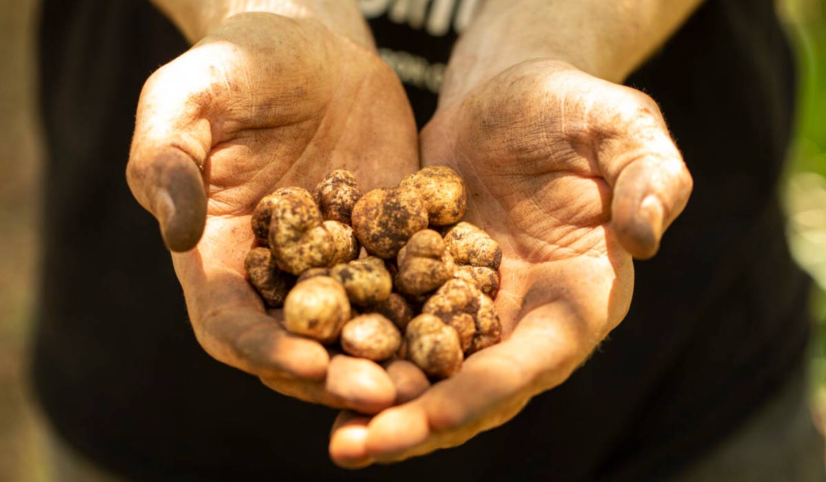 Trufas brasileiras conquistam espaço no mercado gastronômico premium - Foto: Marcelo Brum
