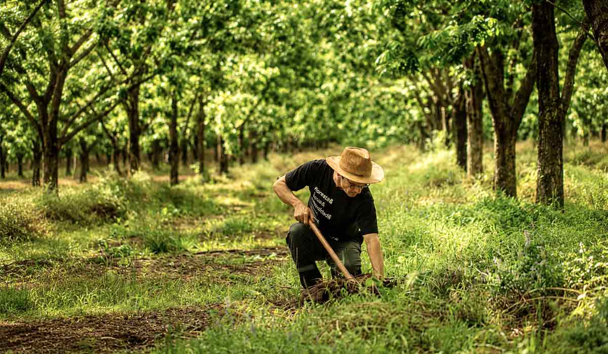 Trufas se desenvolvem associadas às raízes das árvores. Fungos subterrâneos exigem condições específicas de cultivo - Foto: Marcelo Brum Trufas se desenvolvem associadas às raízes das árvores. Fungos subterrâneos exigem condições específicas de cultivo - Foto: Marcelo Brum