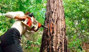 Amostra de anéis de crescimento é coletada de um cedro tropical em uma floresta seca brasileira usando uma furadeira motorizada - Foto: Peter Groenendijk