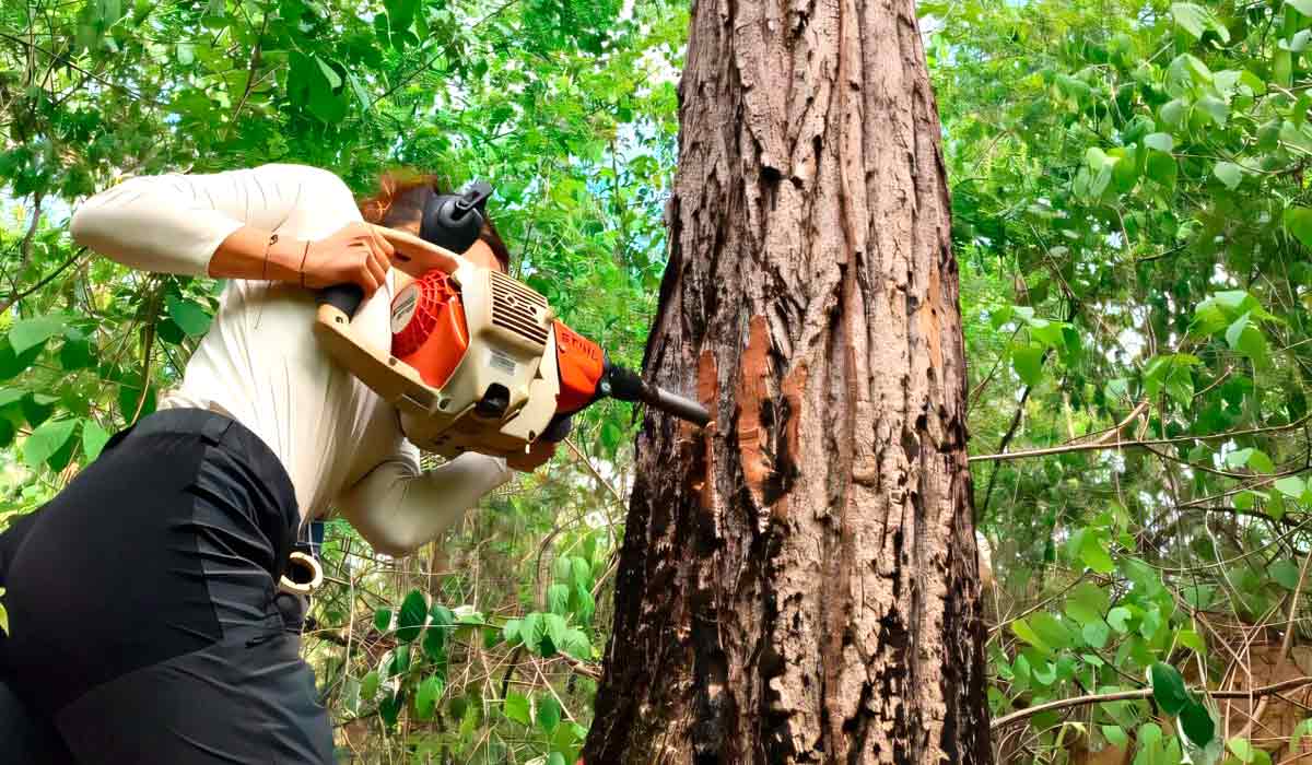 Amostra de anéis de crescimento é coletada de um cedro tropical em uma floresta seca brasileira usando uma furadeira motorizada - Foto: Peter Groenendijk