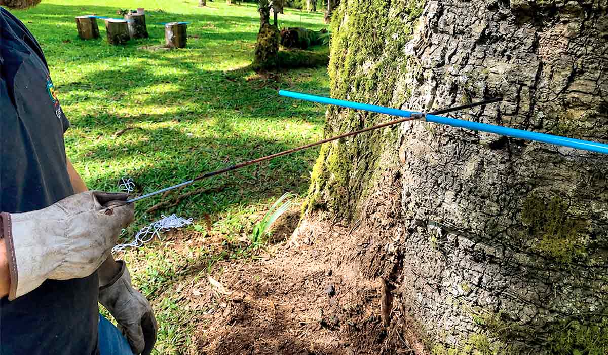 Extrator para retirar amostra do tronco da árvore. Estudo internacional reuniu dados de 36 países tropicais - Foto: UFSC Curitibanos Extrator para retirar amostra do tronco da árvore. Estudo internacional reuniu dados de 36 países tropicais - Foto: UFSC Curitibanos