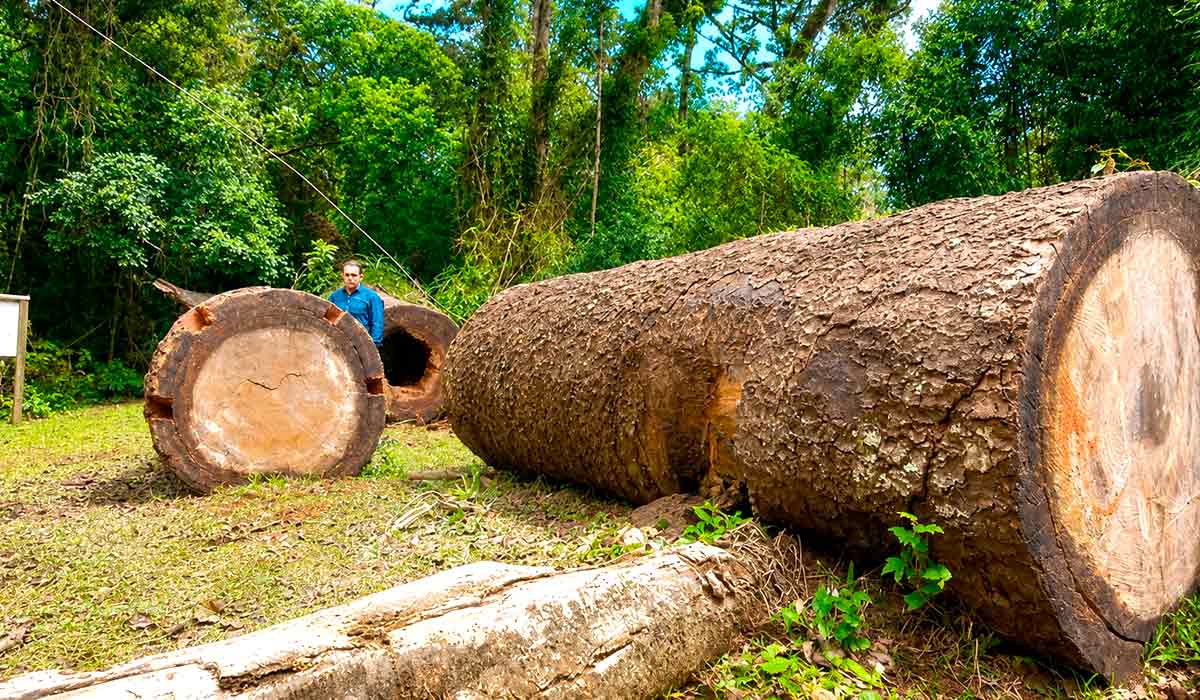 Árvores gigantes são objeto de estudo da UFSC. Araucárias fornecem registros históricos valiosos sobre clima e crescimento florestal - Foto: UFSC Curitibanos Árvores gigantes são objeto de estudo da UFSC. Araucárias fornecem registros históricos valiosos sobre clima e crescimento florestal - Foto: UFSC Curitibanos
