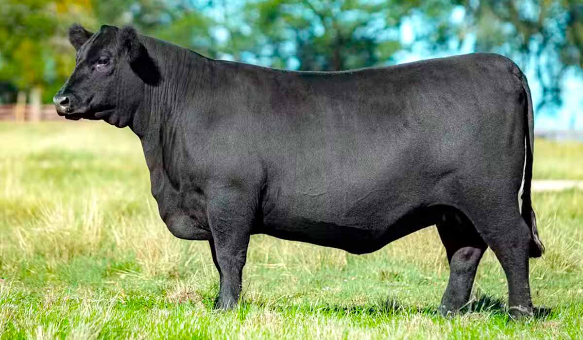 A novilha angus São Bibiano Elizabeth II FIV8738, arrematada por R$ 153 mil pela Agriangus, de Portugal, abre novas oportunidades para exportação genética da raça - Foto: Gustavo Rafael