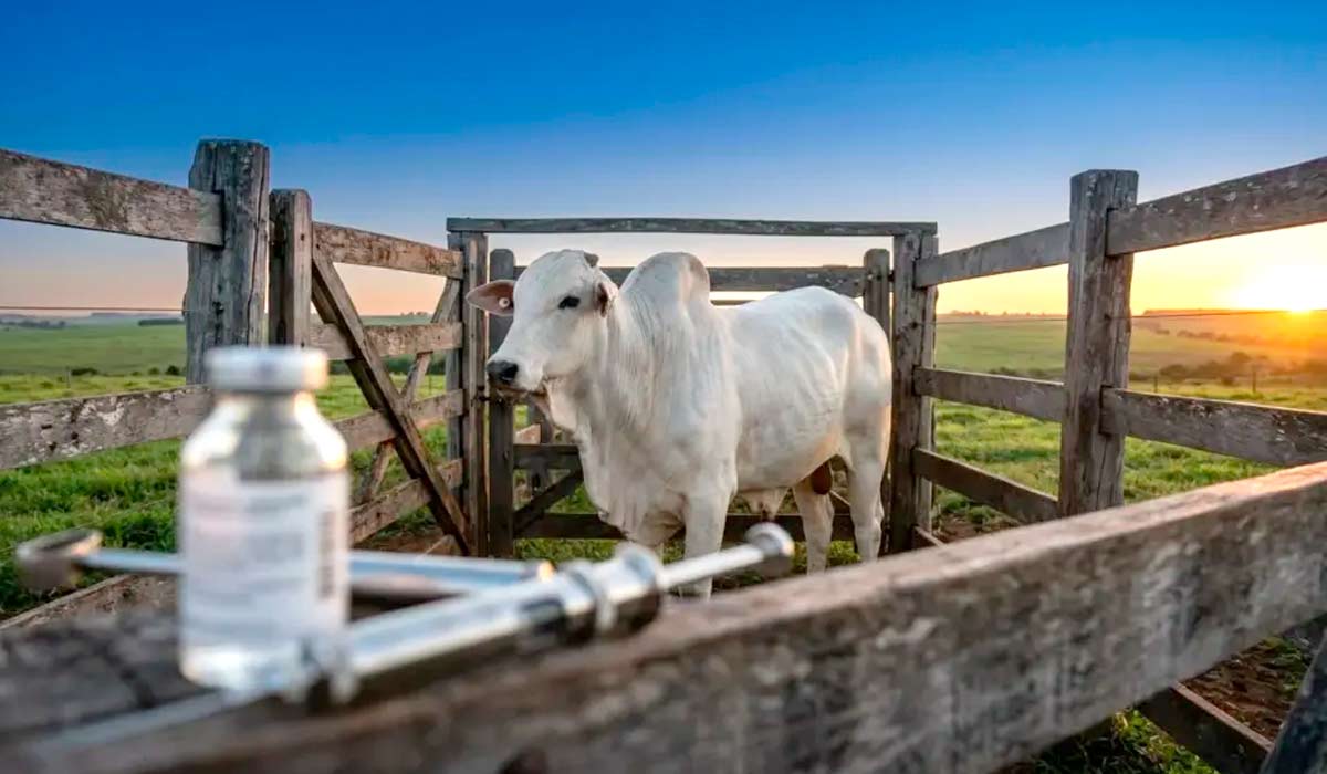 Clostridioses causam perdas significativas à pecuária e novas doses reforçam a sanidade animal no campo Clostridioses causam perdas significativas à pecuária e novas doses reforçam a sanidade animal no campo