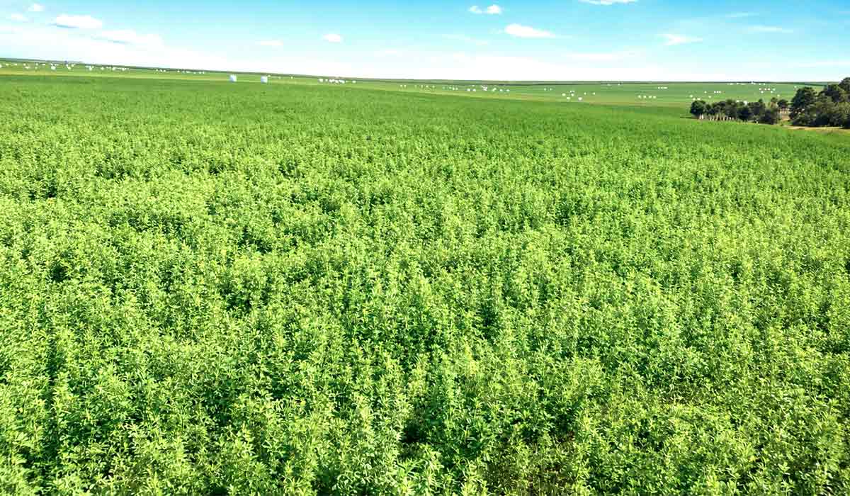 Produção anual da Fazenda Três Gerações de Rita Weber é de aproximadamente 33 mil quilos por hectare e atende pecuaristas de cinco estados brasileiros Produção anual da Fazenda Três Gerações de Rita Weber é de aproximadamente 33 mil quilos por hectare e atende pecuaristas de cinco estados brasileiros