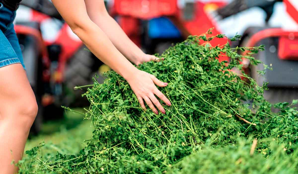 Alfafa amplia a diversificação produtiva em propriedade rural do oeste paranaense