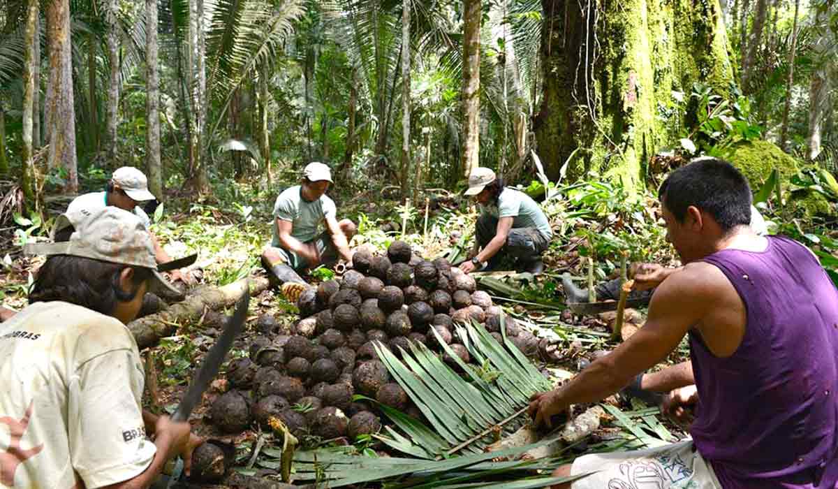 Amazônia Legal recebe investimentos para florestas produtivas visando o fortalecimento social e econômico de organizações de povos indígenas, povos e comunidades tradicionais e agricultores familiares Amazônia Legal recebe investimentos para florestas produtivas visando o fortalecimento social e econômico de organizações de povos indígenas, povos e comunidades tradicionais e agricultores familiares