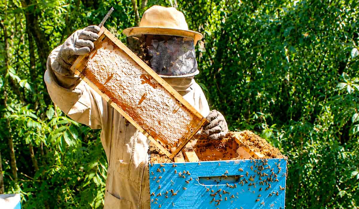 Programa integra ciência e produtores para desenvolver a apicultura mineira, apostando em inovação para ampliar a competitividade do setor Programa integra ciência e produtores para desenvolver a apicultura mineira, apostando em inovação para ampliar a competitividade do setor