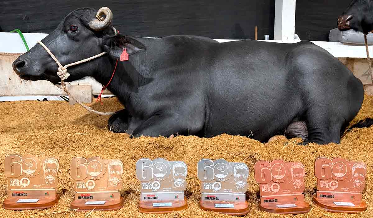 Serena alcançou novo recorde mundial de produção leiteira combinando genética e manejo que marcaram o desempenho do animal Serena alcançou novo recorde mundial de produção leiteira combinando genética e manejo que marcaram o desempenho do animal