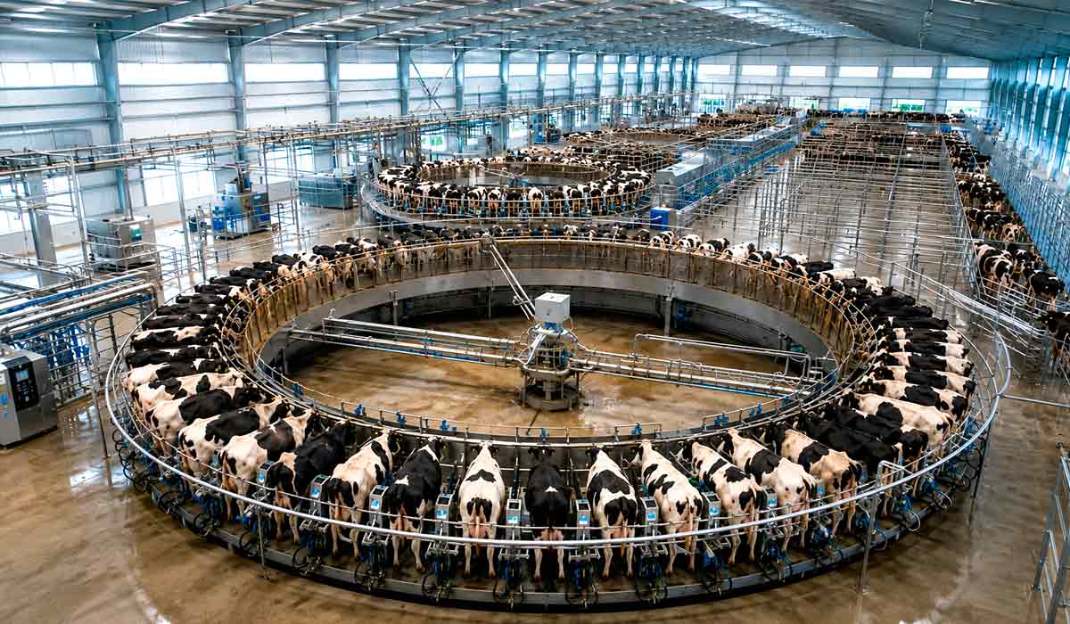 Maior carrossel do mundo na China integra ordenha, monitoramento e gestão em tempo real Maior carrossel do mundo na China integra ordenha, monitoramento e gestão em tempo real