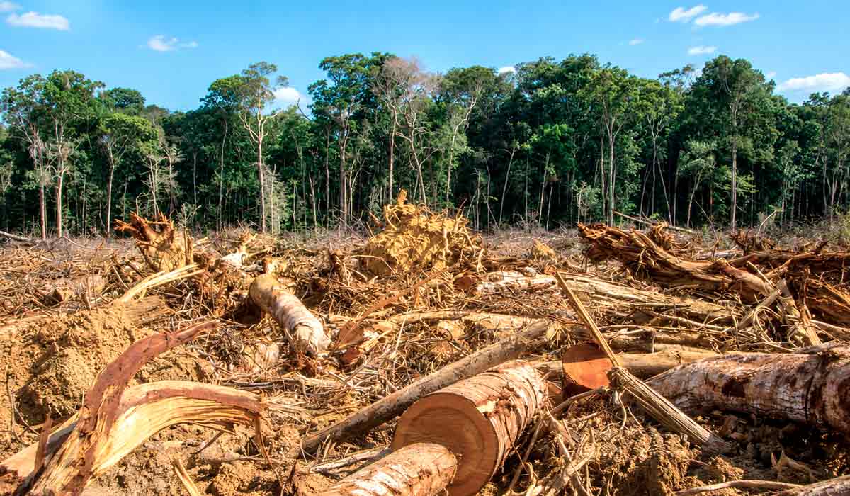 Julgamento no STF coincide com estudo sobre impactos da Moratória da Soja que volta ao centro das discussões ambientais e do agronegócio Julgamento no STF coincide com estudo sobre impactos da Moratória da Soja que volta ao centro das discussões ambientais e do agronegócio