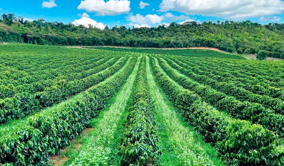 Embrapa e Unesp lideram iniciativa científica para avanços no manejo de culturas de cobertura