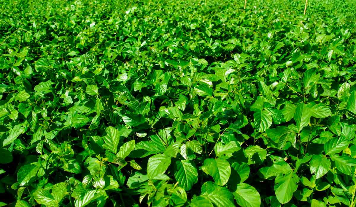 Plantas de cobertura elevam a qualidade e conservação do solo. O feijão-de-porco (Canavalia ensiformis) é uma expécie anual que se adapta aos solos com deficiência em fósforo Plantas de cobertura elevam a qualidade e conservação do solo. O feijão-de-porco (Canavalia ensiformis) é uma expécie anual que se adapta aos solos com deficiência em fósforo