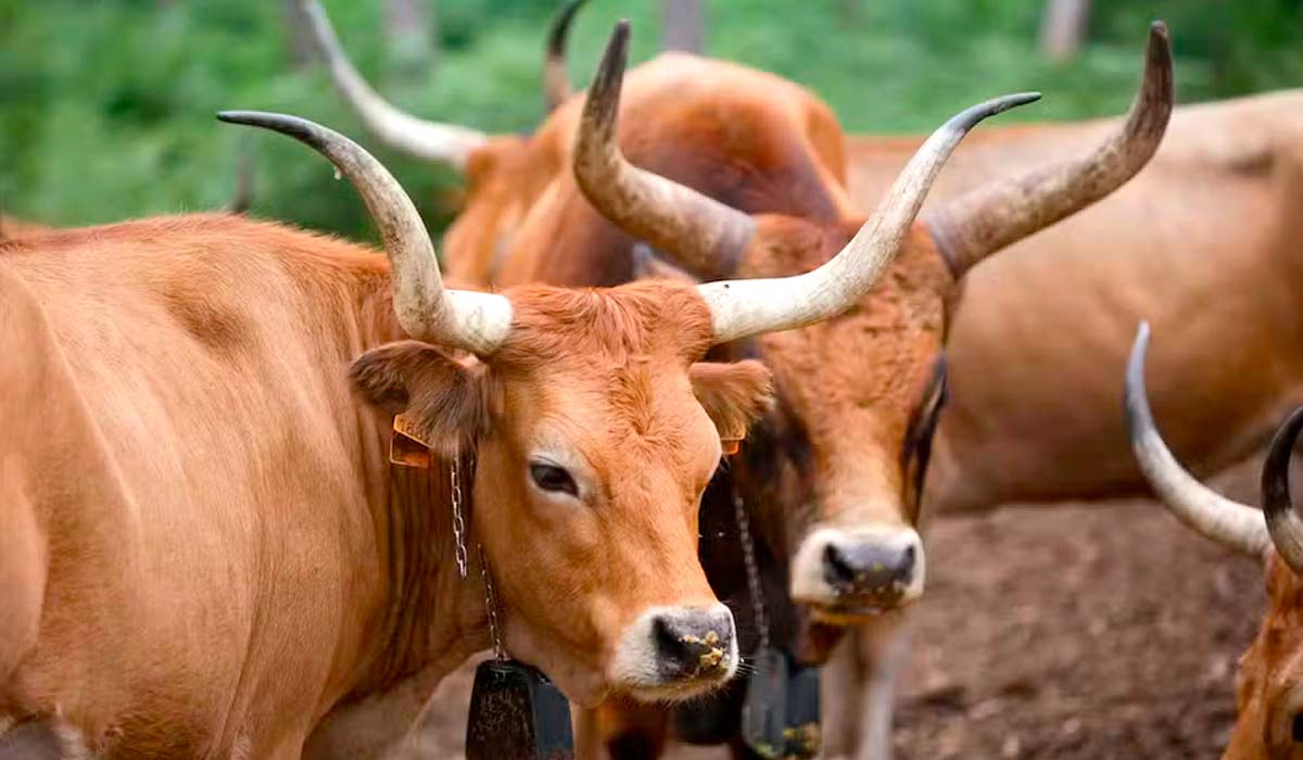 Vacas cachena percorrem áreas montanhosas enquanto controlam naturalmente a vegetação inflamável - Foto: REUTERS/Miguel Vidal