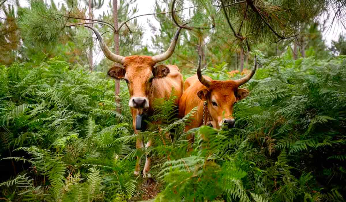 Vacas da raça Cachena na Serra do Galineiro, em Gondomar, Espanha - Foto: REUTERS/Miguel Vidal Vacas da raça Cachena na Serra do Galineiro, em Gondomar, Espanha - Foto: REUTERS/Miguel Vidal