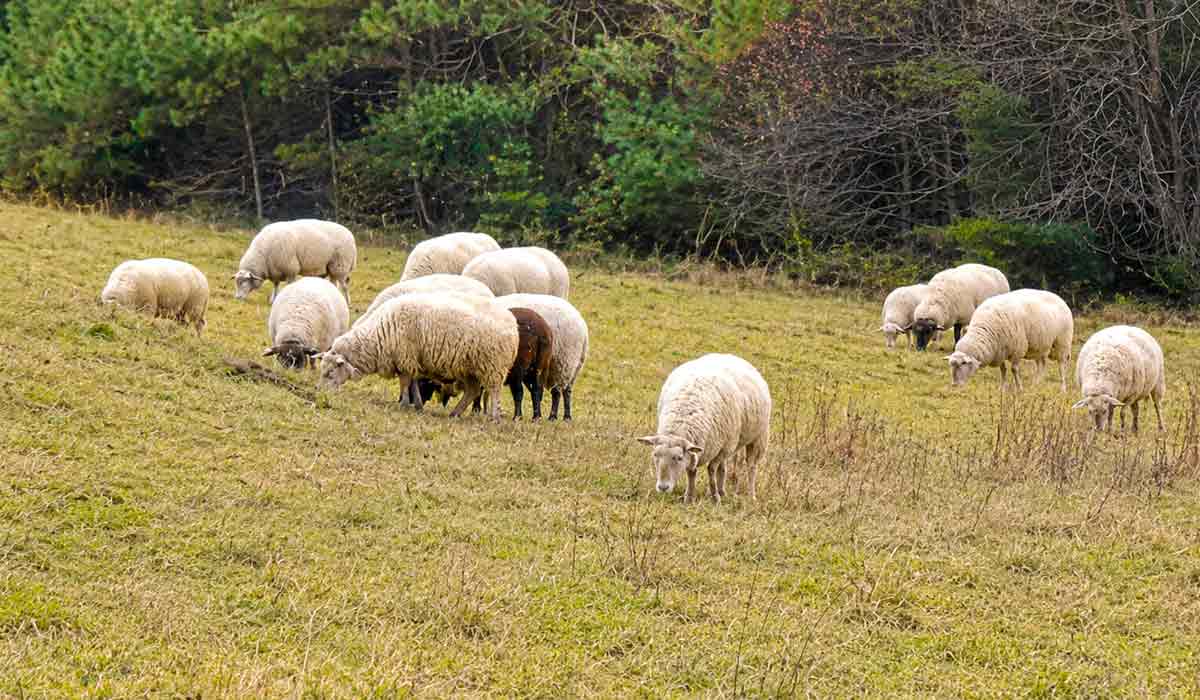 A ovelha galega possui características que conferem-lhe uma perfeita adaptação ao terreno e ao clima da Galícia, tornando-a uma verdadeira especialista na utilização dos recursos naturais da região A ovelha galega possui características que conferem-lhe uma perfeita adaptação ao terreno e ao clima da Galícia, tornando-a uma verdadeira especialista na utilização dos recursos naturais da região