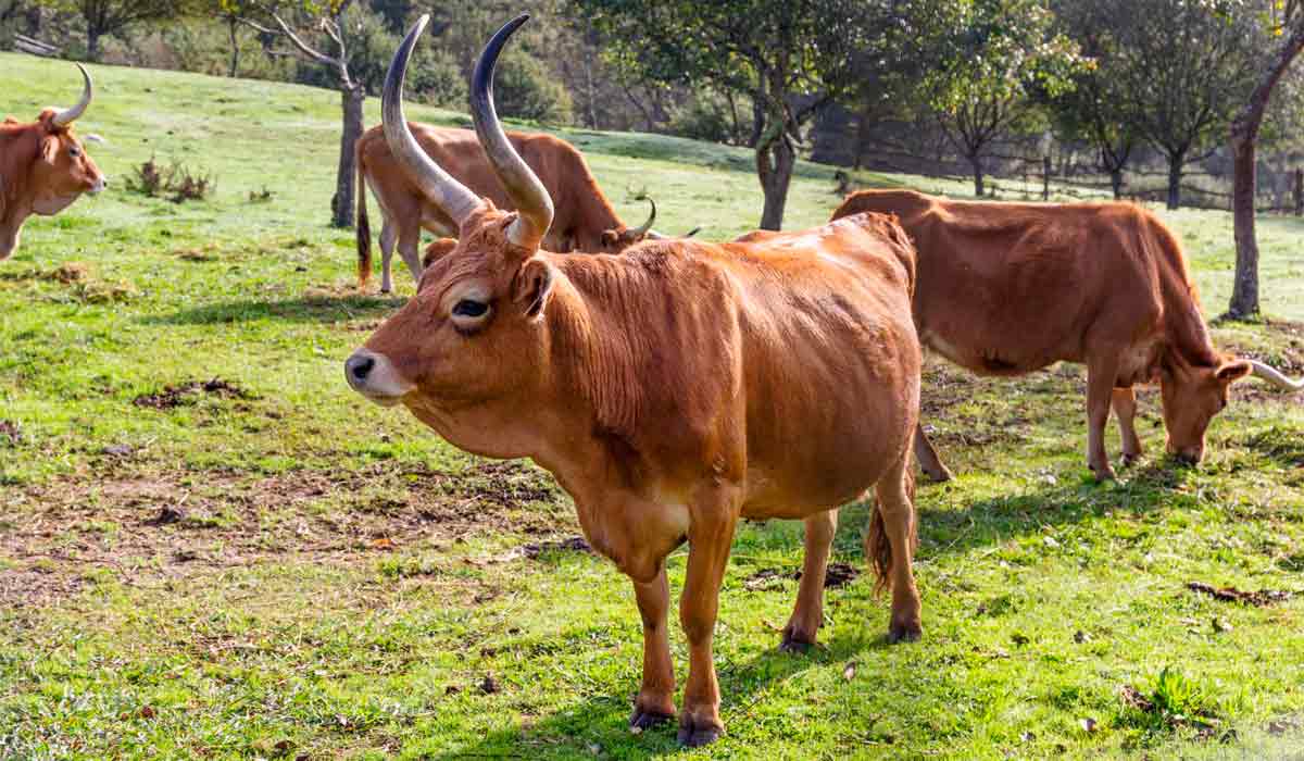 A cachena está retornando à paisagem, no noroeste do país, à medida que comunidades reintroduzem animais nativos para reequilibrar ecossistemas e reduzir incêndios florestais A cachena está retornando à paisagem, no noroeste do país, à medida que comunidades reintroduzem animais nativos para reequilibrar ecossistemas e reduzir incêndios florestais