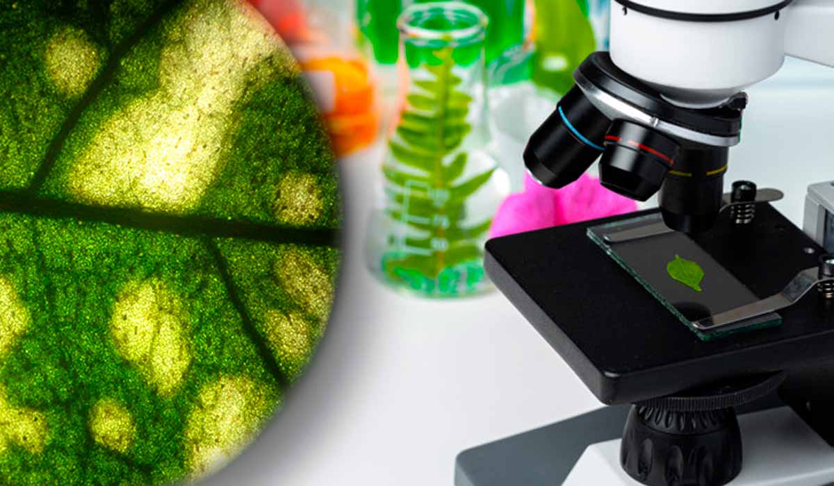 Fitopatologia conecta ciência, inovação e produção agrícola sustentável, apoiando decisões estratégicas no agronegócio Fitopatologia conecta ciência, inovação e produção agrícola sustentável, apoiando decisões estratégicas no agronegócio