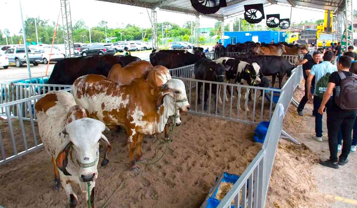 Famílias poderão vivenciar experiências em contato direto com o campo como a exposição que reunirá animais de destaque da pecuária brasileira Famílias poderão vivenciar experiências em contato direto com o campo como a exposição que reunirá animais de destaque da pecuária brasileira