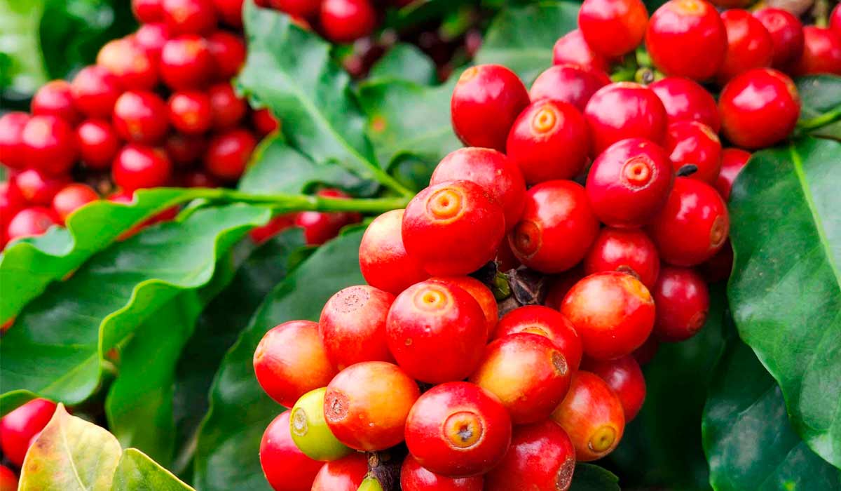 Feira reúne inovação e tecnologia para a cafeicultura de montanha