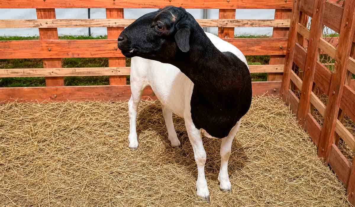 Exposição de animais evidencia o potencial da produção agropecuária regional Exposição de animais evidencia o potencial da produção agropecuária regional
