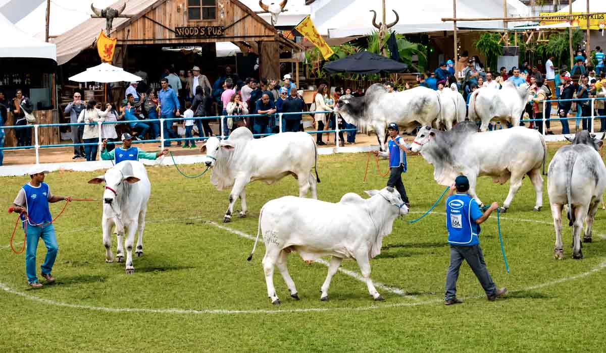 Expo Cordeiro reúne agronegócio, tecnologia, cultura e turismo em nove dias de programação com os animais fazendo um show a parte Expo Cordeiro reúne agronegócio, tecnologia, cultura e turismo em nove dias de programação com os animais fazendo um show a parte