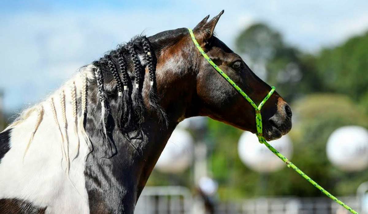 Mais de 1,5 mil cavalos são esperados em Belo Horizonte com criadores de todas as regiões brasileiras Mais de 1,5 mil cavalos são esperados em Belo Horizonte com criadores de todas as regiões brasileiras