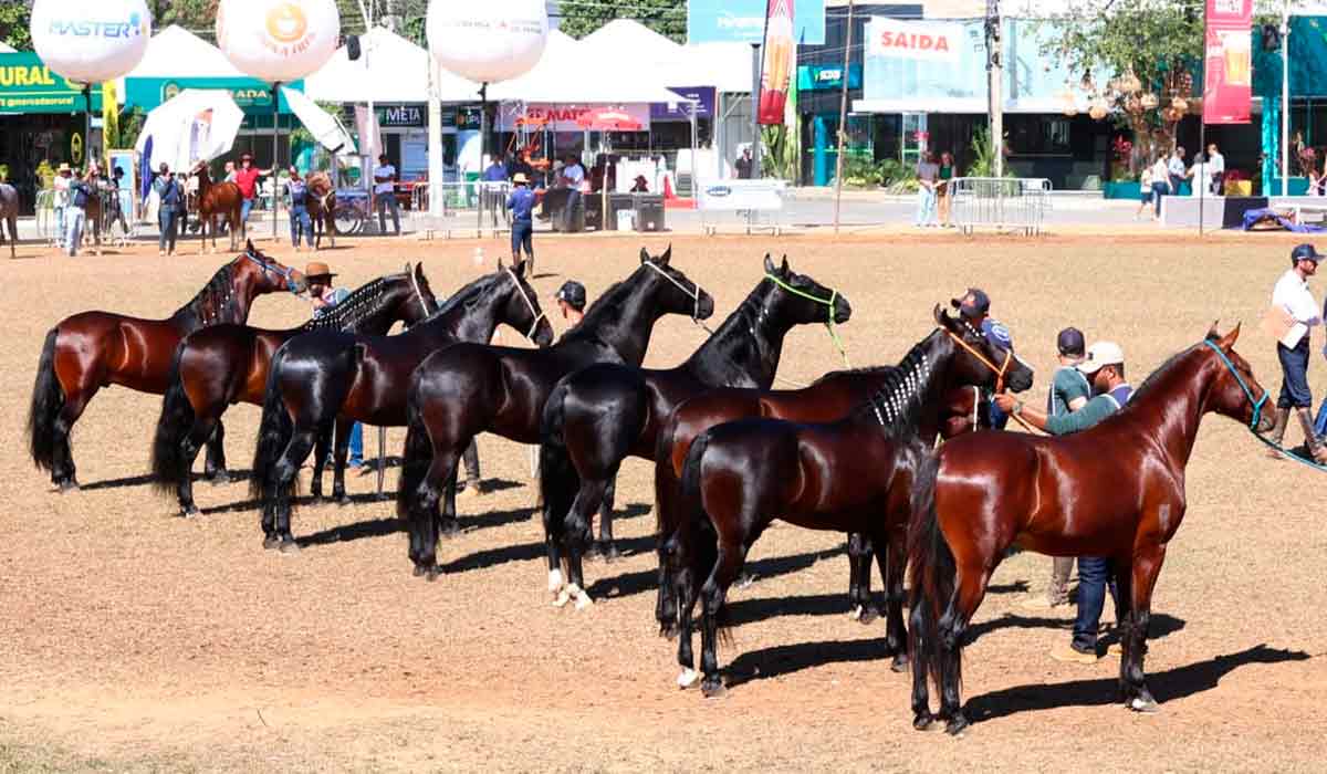 Parque da Gameleira recebe o principal encontro da raça e julgamentos técnicos destacam a qualidade genética dos animais Parque da Gameleira recebe o principal encontro da raça e julgamentos técnicos destacam a qualidade genética dos animais