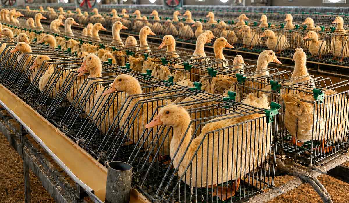 Patos em gaiolas imobilizados para a alimentação forçada e aumento do volume do fígado Patos em gaiolas imobilizados para a alimentação forçada e aumento do volume do fígado