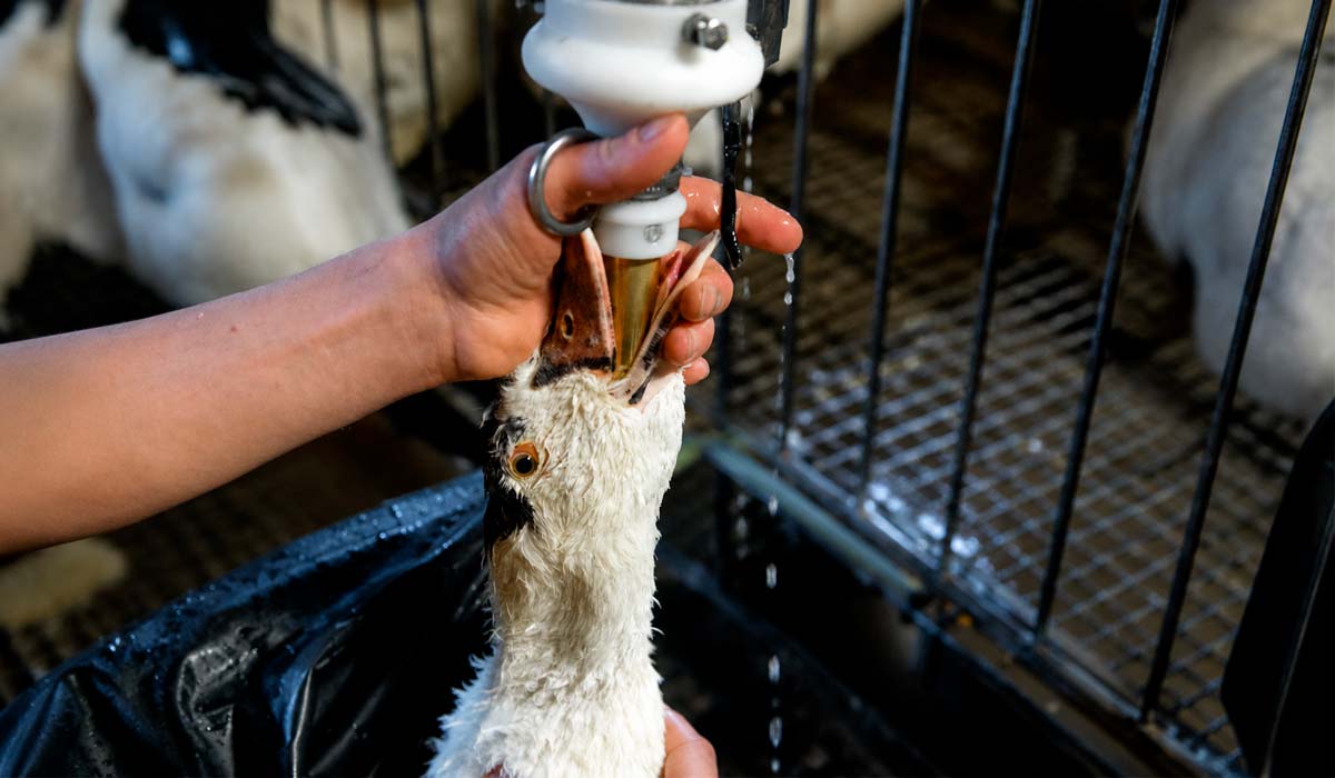 Foie gras é produzido a partir da hipertrofia do fígado de patos e gansos Foie gras é produzido a partir da hipertrofia do fígado de patos e gansos