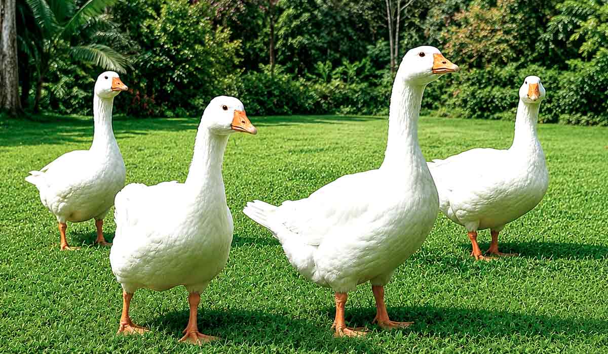 Gansos criados livremente. Patos e gansos são animais que passam grande parte do tempo buscando alimento, exploram o ambiente e têm comportamento social ativo. No sistema de produção, especialmente quando mantidos em gaiolas, essas atividades são limitadas ou impedidas Gansos criados livremente. Patos e gansos são animais que passam grande parte do tempo buscando alimento, exploram o ambiente e têm comportamento social ativo. No sistema de produção, especialmente quando mantidos em gaiolas, essas atividades são limitadas ou impedidas