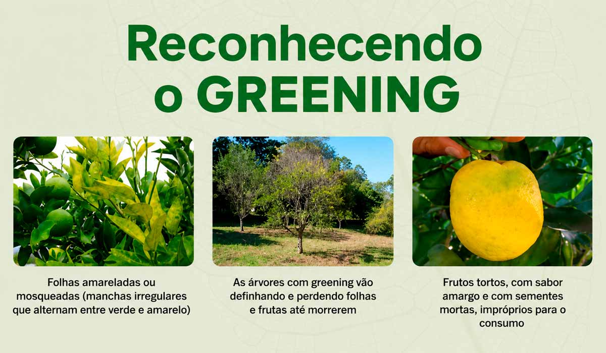 Citricultura ganha estratégia alinhada ao avanço da doença com novas regras que atualizam o combate ao greening nos pomares paulistas Citricultura ganha estratégia alinhada ao avanço da doença com novas regras que atualizam o combate ao greening nos pomares paulistas